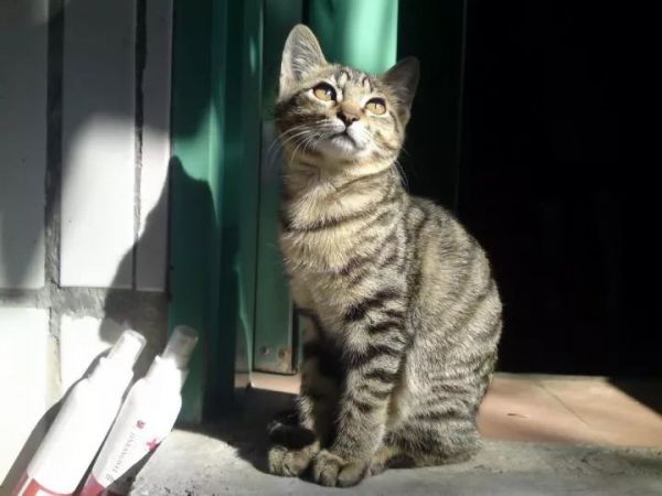 想要养猫,不妨看看这几种猫,好养又不贵