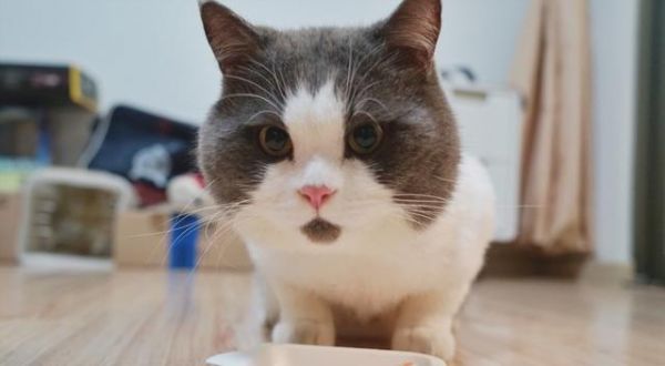 想要养猫,不妨看看这几种猫,好养又不贵