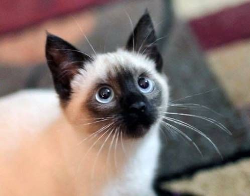 想要养猫,不妨看看这几种猫,好养又不贵