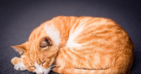 公猫精子颜色解析（探究宠物公猫精子颜色的种类及其意义）