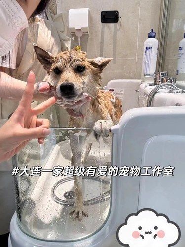 你告诉我这是大连的一家宠物店？？？