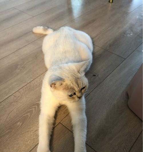 猫咪腹部位置详解（宠物饲主必知的猫咪腹部知识）