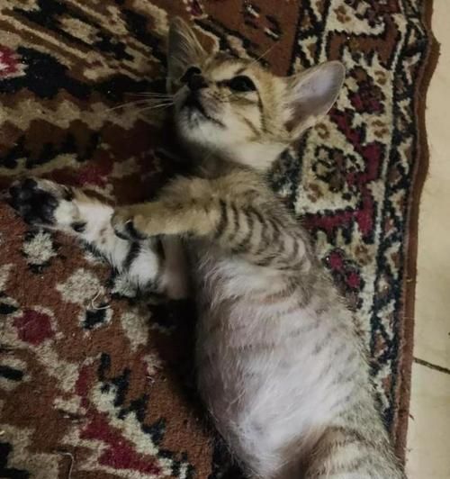 猫咪腹部位置详解（宠物饲主必知的猫咪腹部知识）