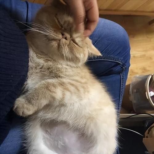 猫咪腹部位置详解（宠物饲主必知的猫咪腹部知识）