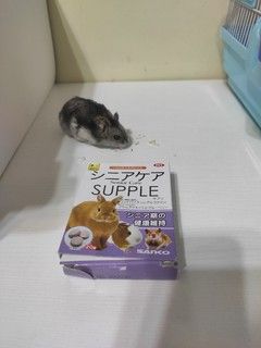 鼠到中年，也要保养