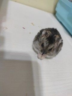 鼠到中年，也要保养