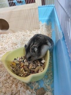 鼠到中年，也要保养