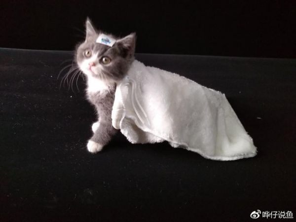 鱼缸过滤棉，到底该怎么用？宠物鱼新手100问第四集