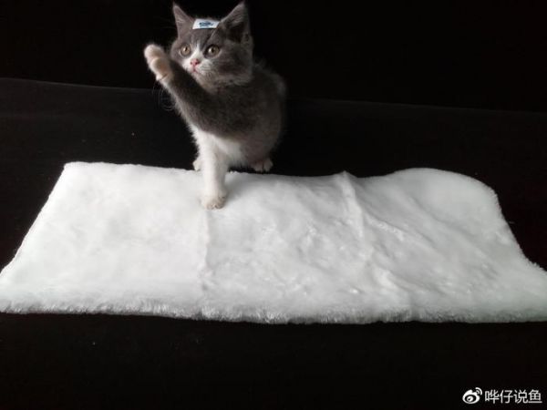 鱼缸过滤棉，到底该怎么用？宠物鱼新手100问第四集