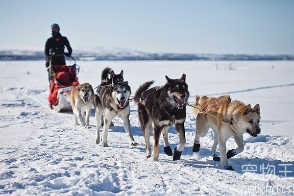 哈士奇本是雪橇犬