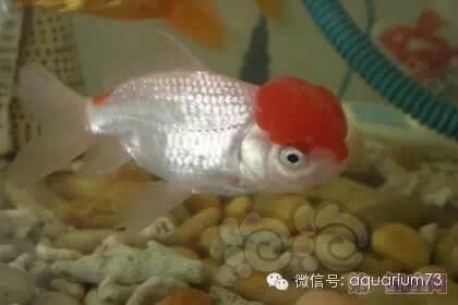 【金鱼】【技术论坛】如何自然繁殖金鱼-图3