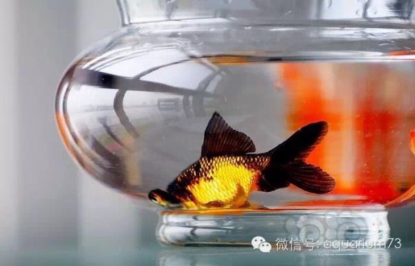 【金鱼】【技术论坛】如何自然繁殖金鱼-图5
