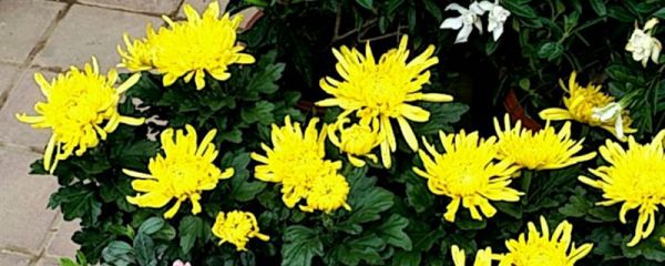 菊花养殖技术