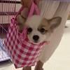 一颗小奶基