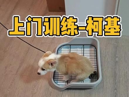 上门训练柯基定点大小便--包教会 #柯基 #武汉上门训犬 #室内定点大小便 #新手养狗 #萌宠出道计划