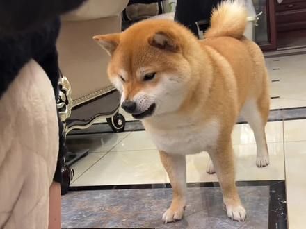 新手养柴犬的经验分享，家长们一定要码住哦#养狗经验分享 #柴犬 #新手养狗 #养狗小知识 #狗狗