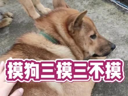 摸狗三摸三不摸你知道吗？#狗狗的心思都写在脸上了 #萌宠日常记录 #不养狗不知道养狗的乐趣 #萌宠