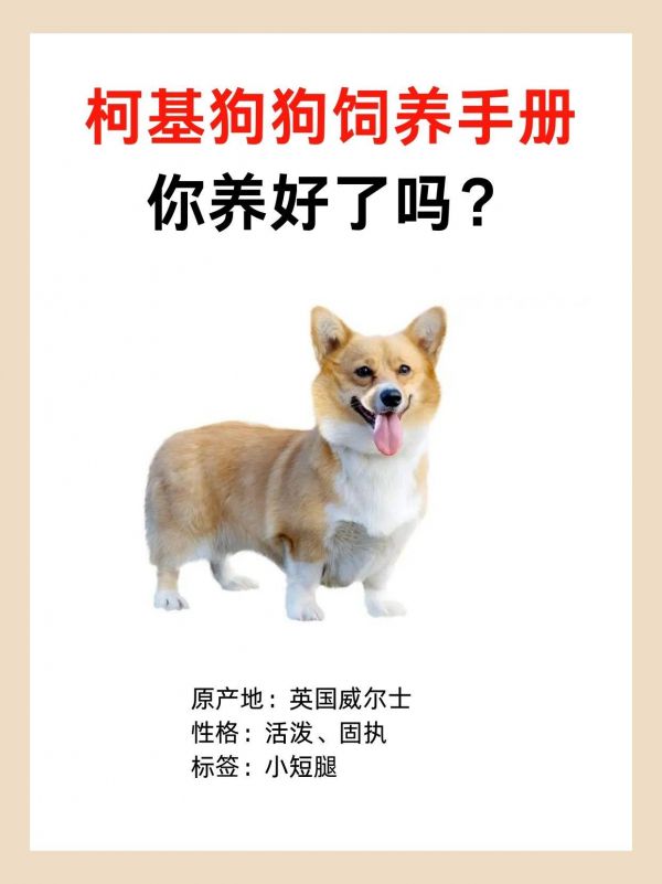 柯基狗狗饲养手册，你养好了吗？柯基因为蜜桃臀和可爱的小短腿受到了很多人的喜欢，尊嘟很可爱~想养柯基的姐妹看过来，这份柯基饲养手册速速码住！ #养狗经验分享#新手养狗#柯基#柯基优缺点#养狗经验分享