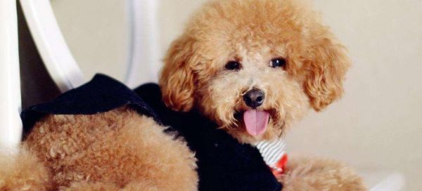 贵宾犬不吃东西怎么办？（如何帮助贵宾犬恢复食欲）