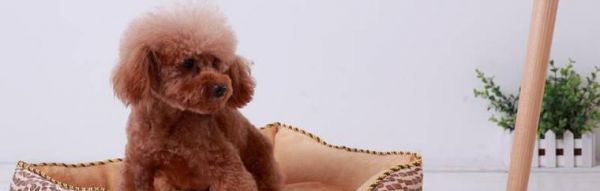贵宾犬不吃东西怎么办？（如何帮助贵宾犬恢复食欲）