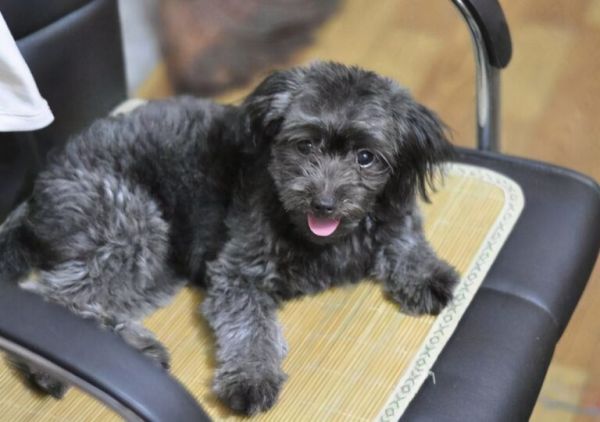 贵宾犬常见的6种颜色,和罕见的4种颜色,你都见过吗?