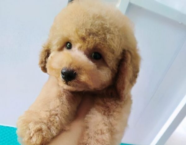 贵宾犬常见的6种颜色,和罕见的4种颜色,你都见过吗?