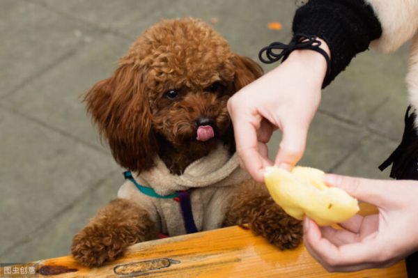贵宾犬常见的6种颜色,和罕见的4种颜色,你都见过吗?