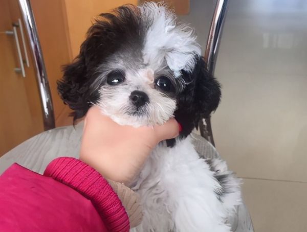 贵宾犬常见的6种颜色,和罕见的4种颜色,你都见过吗?