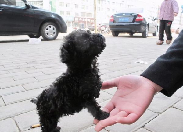 贵宾犬常见的6种颜色,和罕见的4种颜色,你都见过吗?
