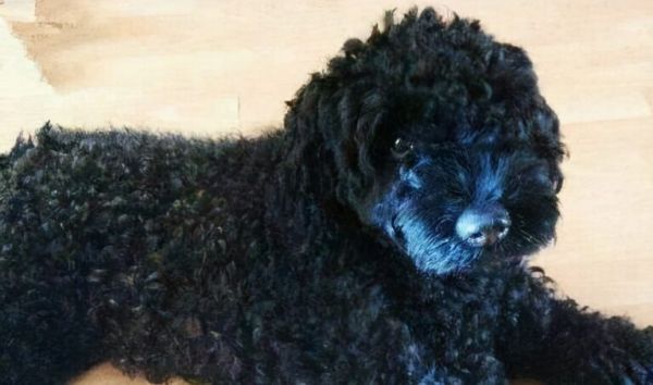 贵宾犬常见的6种颜色,和罕见的4种颜色,你都见过吗?