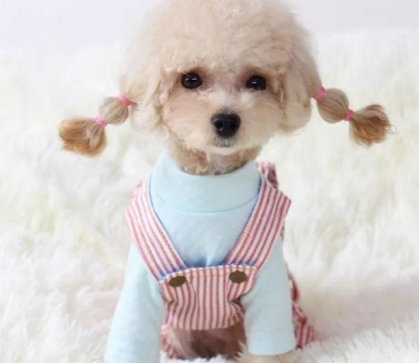 贵宾犬常见的6种颜色,和罕见的4种颜色,你都见过吗?