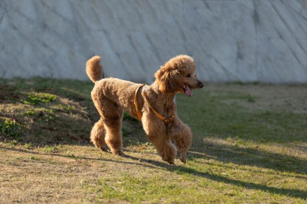 贵宾犬常见的6种颜色,和罕见的4种颜色,你都见过吗?