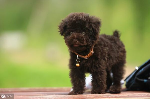 贵宾犬常见的6种颜色,和罕见的4种颜色,你都见过吗?