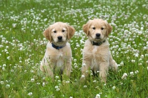 柯基犬和博美犬串串(柯基和博美配出来的狗是什么样的)