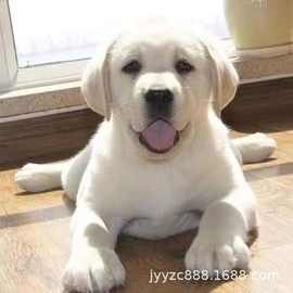 纯种拉布拉多幼犬宠物狗活体神犬小七拉布拉多犬导盲犬家养宠物狗