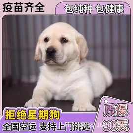 出售纯种双血统拉布拉多犬活体幼犬宠物狗宠物犬拉布拉多纯黑小狗