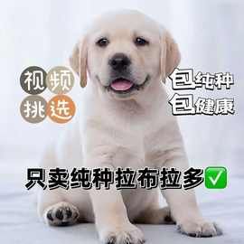 纯种拉布拉多犬幼犬活体出售拉布拉多导盲犬赛级宠物狗拉布拉多犬
