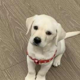 出售纯种双血统拉布拉多犬活体幼犬宠物狗宠物犬拉布拉多纯黑小狗