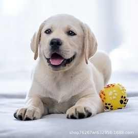 批发拉布拉多犬幼犬活体出售拉布拉多导盲犬赛级家养宠物狗狗幼崽