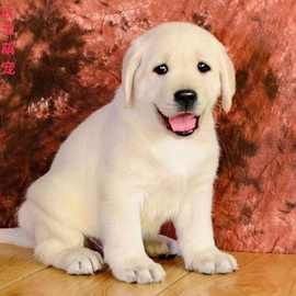 纯种拉布拉多幼犬活体大型犬导盲犬神犬小七金毛犬幼犬家养宠物狗