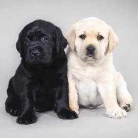 纯种拉布拉多幼犬白色黑色拉布拉多导盲犬神犬小七同款家养宠物狗