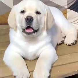 拉布拉多幼犬活体纯种拉布拉多幼崽宠物狗狗双血统拉布拉多导盲犬