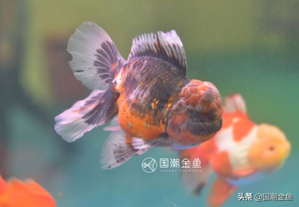 十大好养的金鱼品种 ——金鱼饲养难易程度排名(下)