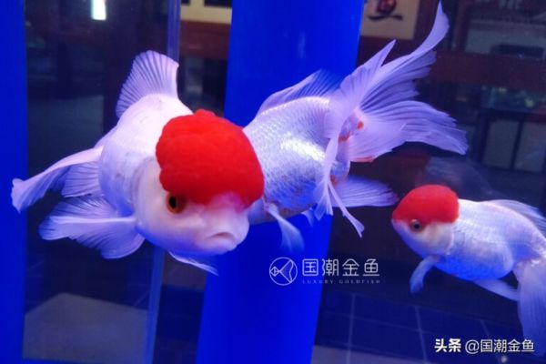 十大好养的金鱼品种 ——金鱼饲养难易程度排名(下)