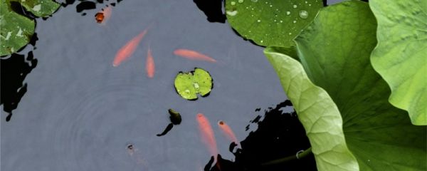草金鱼怎么繁殖？