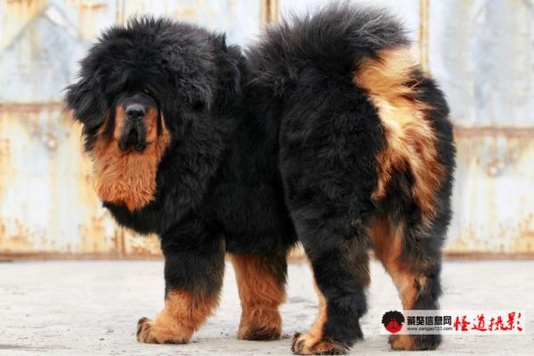 藏獒大帝，藏獒大帝1000万？