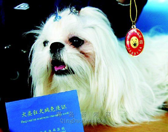 下周起宠物狗强制免疫无牌养狗市民可举报(图)