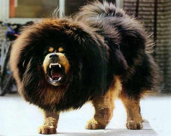 藏獒图片