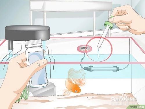 金鱼繁殖方法