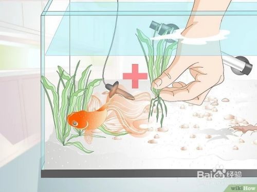 金鱼繁殖方法